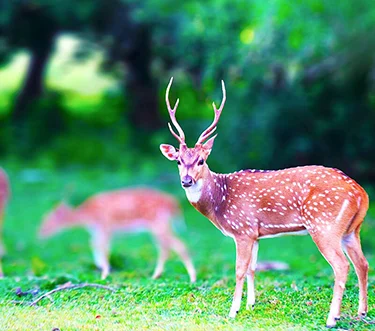 Kumana National Park Deer