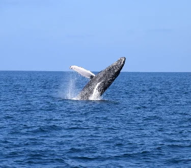 Whale Watching in Mirissa